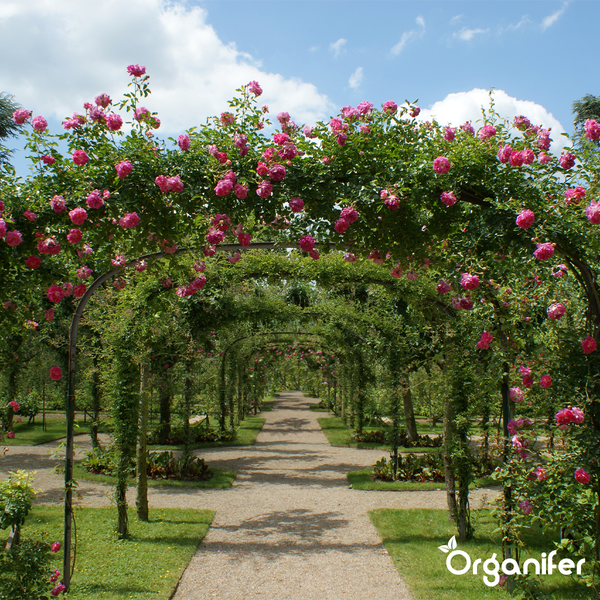 Rosenbogen-Allee im Garten unter blauem Himmel