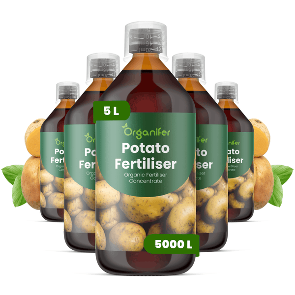 Fünf Flaschen Organifer Bio-Kartoffeldünger Konzentrat, jeweils 5 Liter, mit Kartoffelabbildungen auf dem Etikett und Dosierkappen.