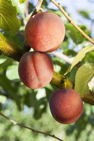 Prunus domestica 'Königin Viktoria', Pflaume, 40 cm Stammhöhe