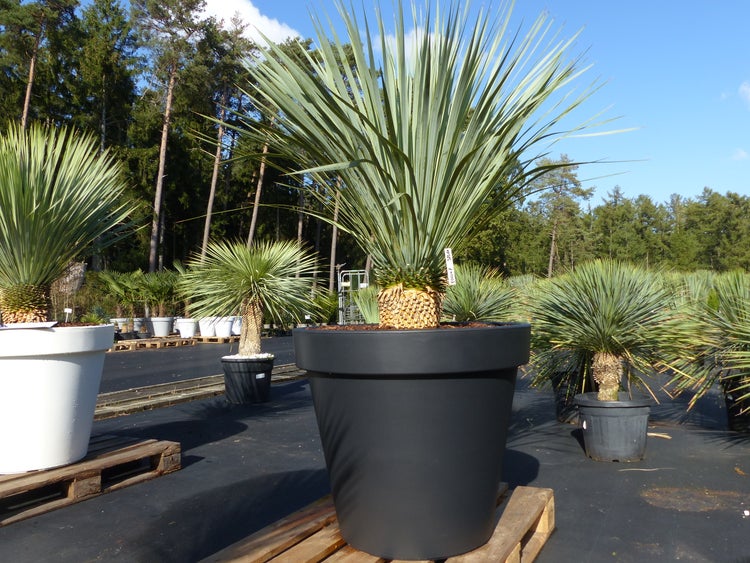 Yucca Rostrata 170 cm, Stamm 20 cm im Pflanzkübel Ø80 cm schwarz winterhart