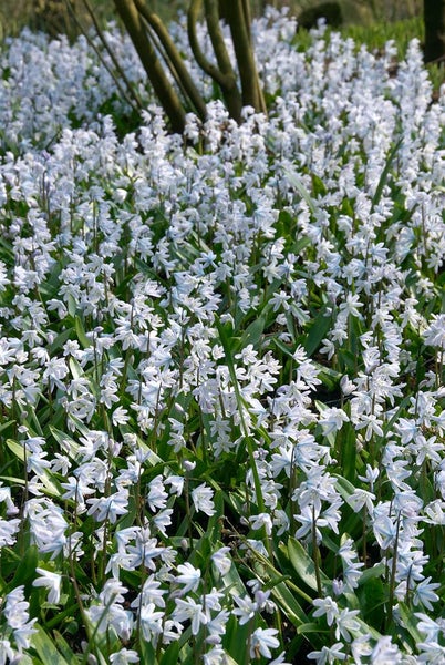 Feld von Scilla siberica Blumen