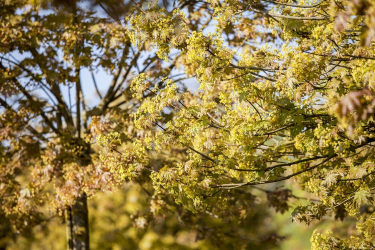 Acer platanoides 'Globosum', Kugelahorn, 80 cm Stammhöhe