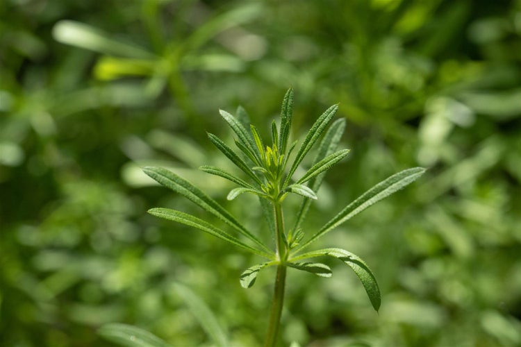 Galium verum, Echtes Labkraut, gelbblühend, ca. 9x9 cm Topf
