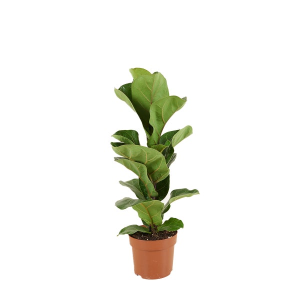 Bloomique - Ficus Lyrata Bambino - Geigenfeige - Zimmerpflanzen - Pflegeleicht - Luftreinigend - Höhe 30-40 cm - Topf 12 cm