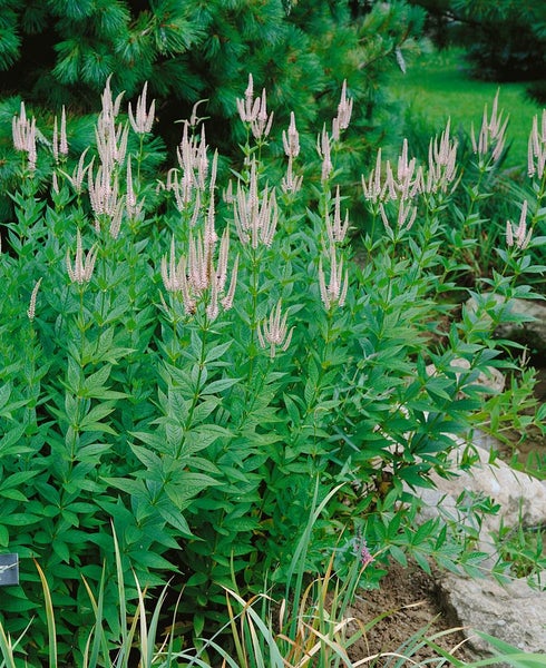 Veronicastrum virginicum 'Lavendelturm', ca. 11x11 cm Topf, lavendelblau
