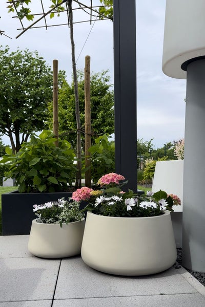 Zwei runde, cremefarbene Pflanzgefäße mit rosa Hortensien und weißen Margeriten auf einer gepflasterten Terrasse im Garten.