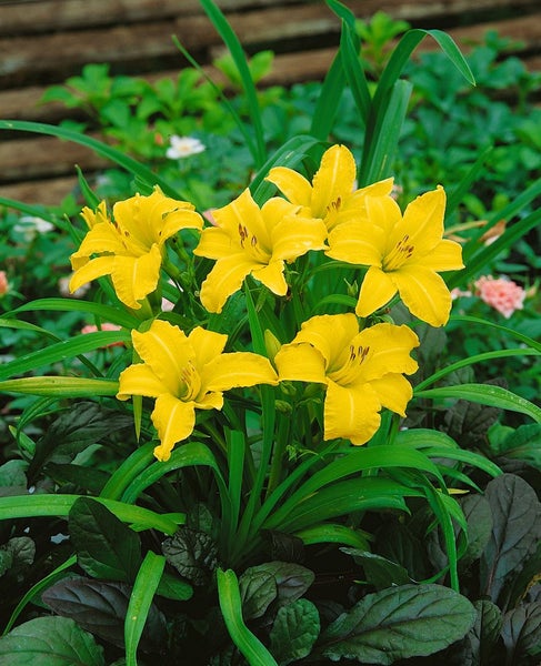 Hemerocallis x cult.'Mini Stella', Taglilie, gelb, ca. 11x11 cm Topf
