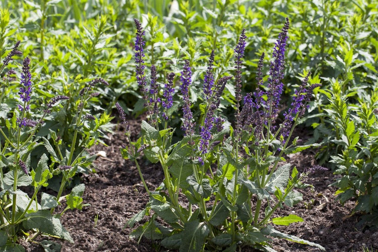 Salvia nemorosa 'Mainacht', Steppensalbei, violettblau, ca. 9x9 cm Topf