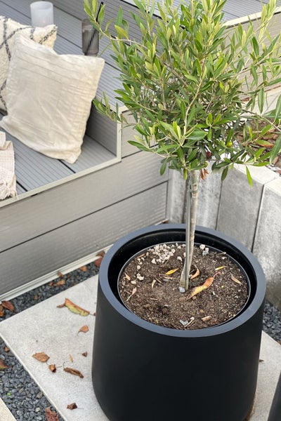 Olivenbaum in einem schwarzen Pflanzkübel auf einer modernen Terrasse mit grauen Dielen und einem Kissen.