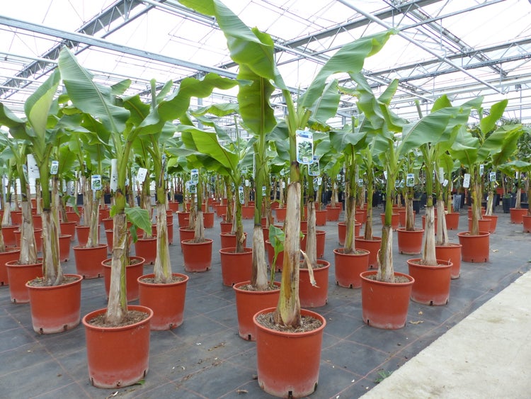 Reihen von Bananenpflanzen in Töpfen in einem hellen, organisierten Gewächshaus mit großen grünen Blättern.
