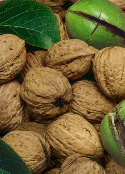 Walnüsse mit grünen Blättern