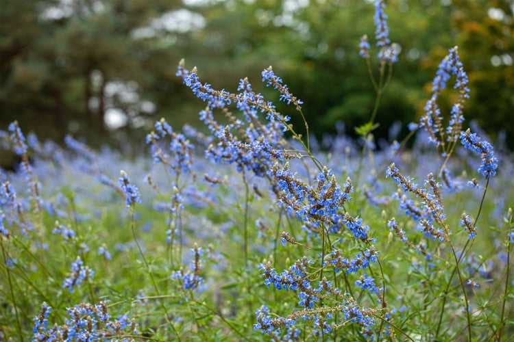 Salvia uliginosa, Himmelsblauer Salbei, ca. 9x9 cm Topf