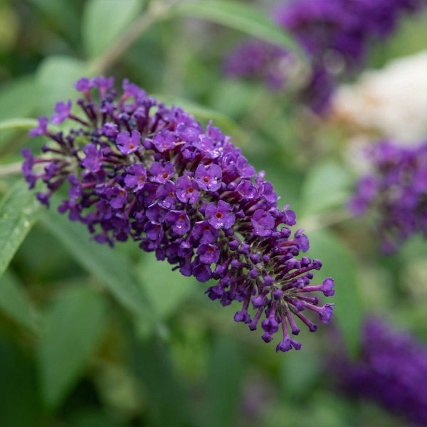 Nahaufnahme einer lila Blütendolde des Sommerflieders Buddleja mit grünen Blättern.