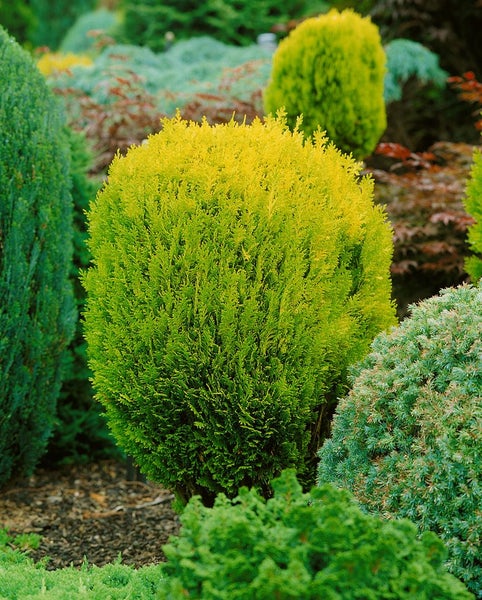 Chamaecyparis lawsoniana 'Erecta Aurea', Gelbe Scheinzypresse, 30–40 cm