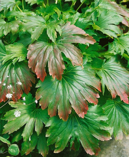 Nahaufnahme einer Elfenblume mit grünen und roten Blättern.