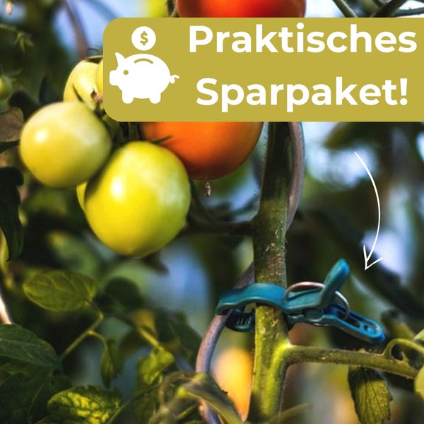Tomatenpflanze mit blauem Clip und Hinweis auf ein praktisches Sparpaket