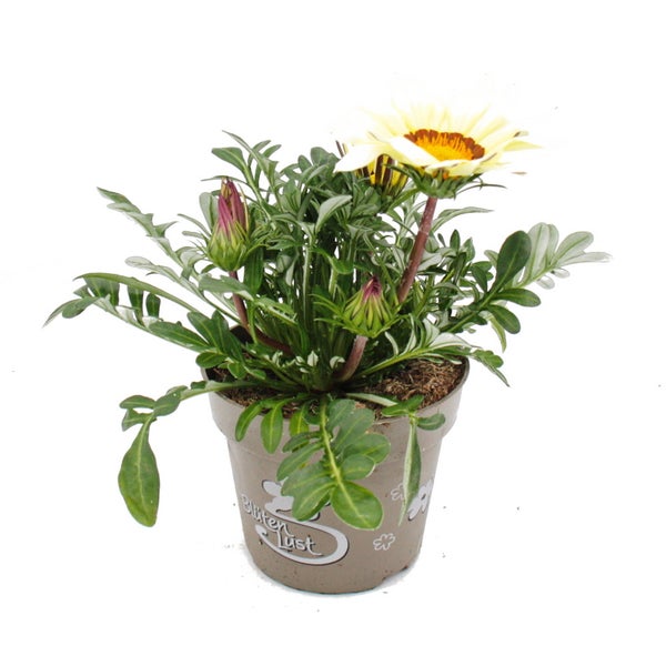 Mittagsgold - Gazania Big Kisses - 12cm Topf - Set mit 3 Pflanzen - weiss