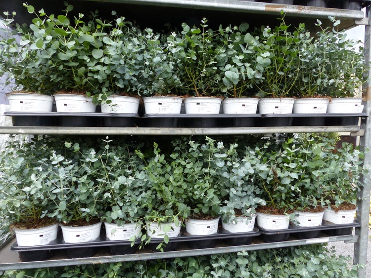 Mehrere Eucalyptus gunnii Pflanzen in weißen Töpfen auf einem Transportregal aus Metall.