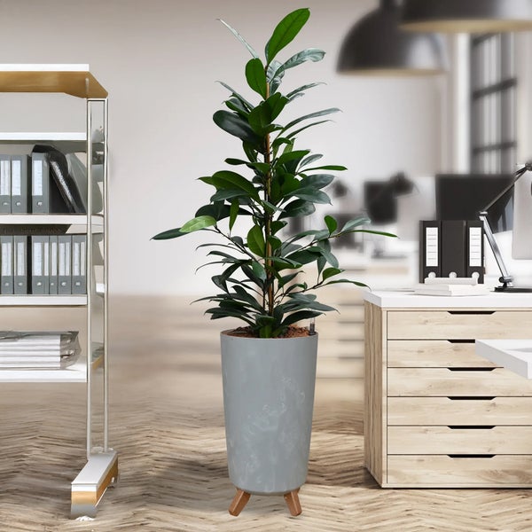 Büroszene mit Gummibaum in modernem grauem Übertopf auf Holzfüßen