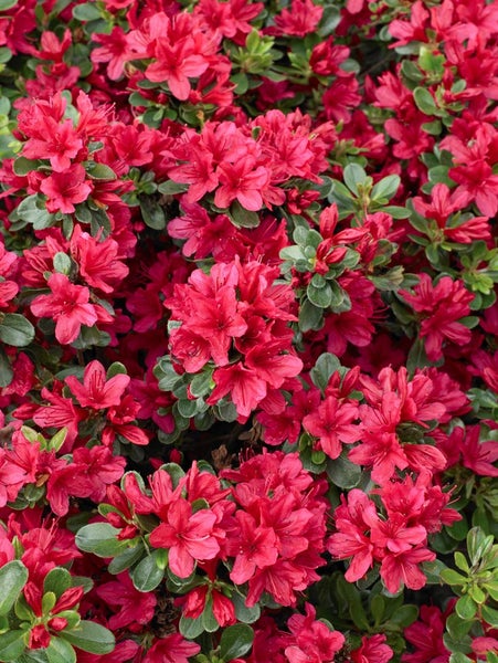 Nahaufnahme einer Azalee mit roten Blüten
