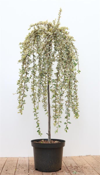 Cotoneaster dammeri 'Juliette', Teppichmispel, immergrün, 80 cm Stammhöhe
