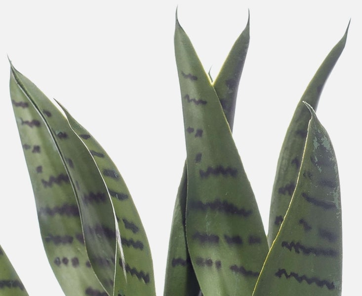 Nahaufnahme einer Sansevieria mit spitz zulaufenden Blättern und dunklen Querstreifen.