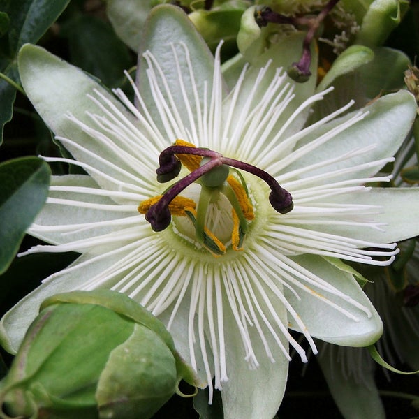 Nahaufnahme einer Passionsblume