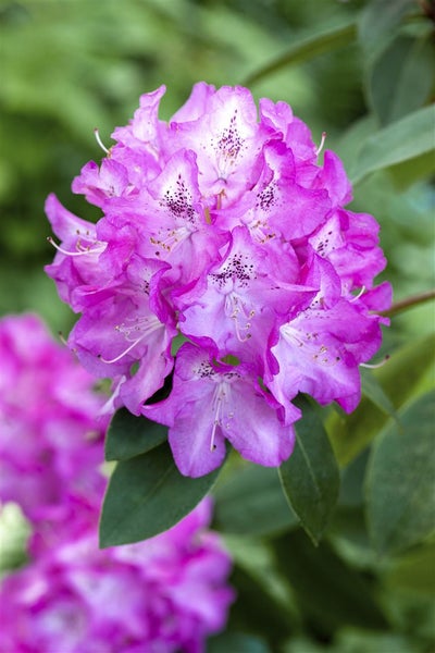 Rhododendron williamsianum 'Andrea', rosa Blüten, 30–40 cm