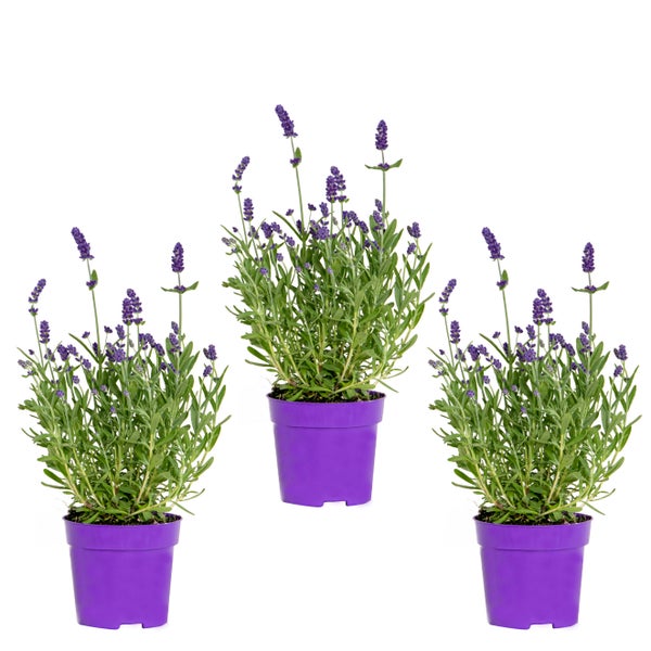 3x Lavandula angustifolia 'Ardèche Blue' – Lavendel – Strauch – Winterherz – ⌀10,5 cm - ↕10-15 cm