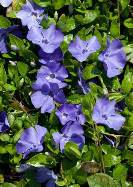 Immergrün mit violetten Blüten und grünen Blättern