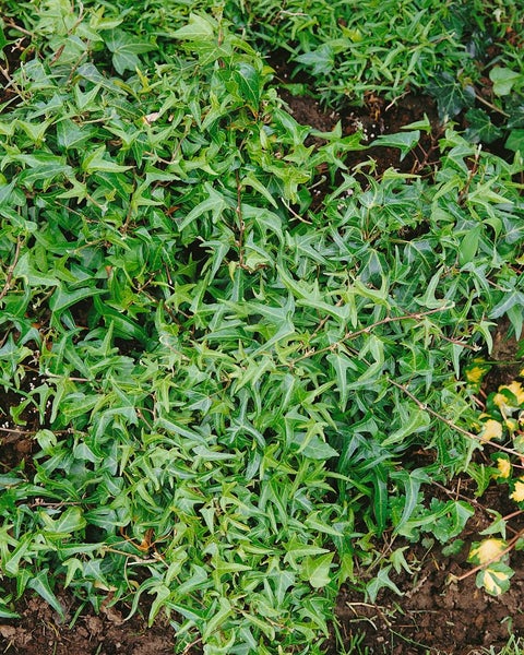 Hedera helix 'Heron', Efeu, grün-weiß, ca. 9x9 cm Topf