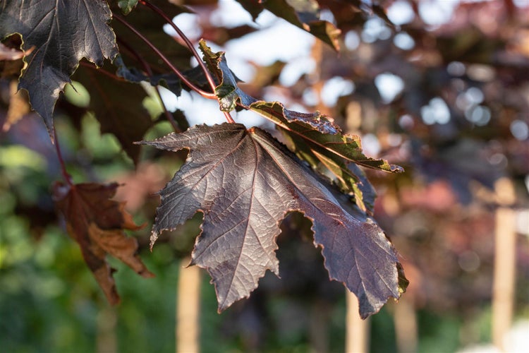 Nahaufnahme eines Ahornblattes mit dunklen Blättern an einem Baum im Garten.