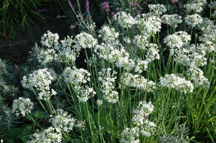 Allium tuberosum, Schnittknoblauch, weißblühend, ca. 9x9 cm Topf