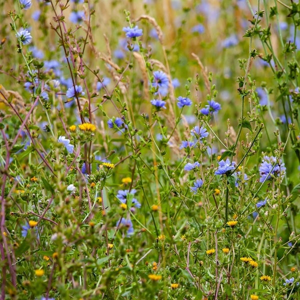 Feld mit Zichorien und anderen Wildblumen