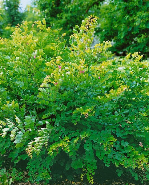 Lespedeza bicolor, zweifarbige Buschklee, 30–40 cm
