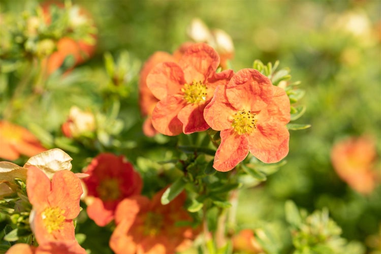 Potentilla 'Red Ace', Fingerstrauch, leuchtend rot, ca. 9x9 cm Topf