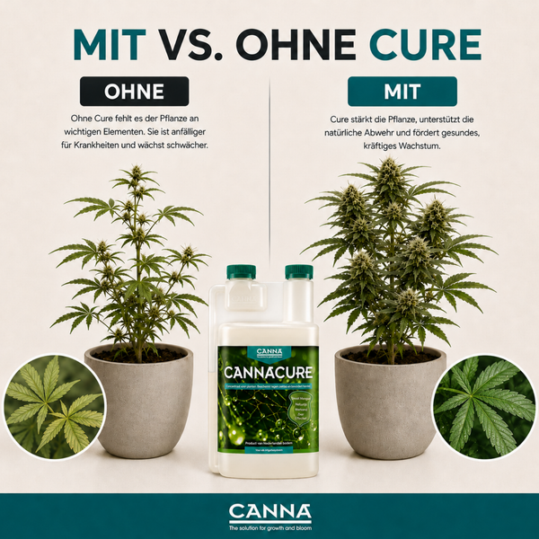 Vergleichsgrafik CANNACURE Pflanzenschutzmittel zeigt den Wachstumsunterschied einer Cannabis Pflanze mit und ohne Anwendung des Produkts.