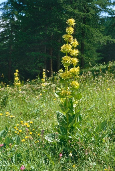 Gentiana lutea, Gelber Enzian, ca. 9x9 cm Topf