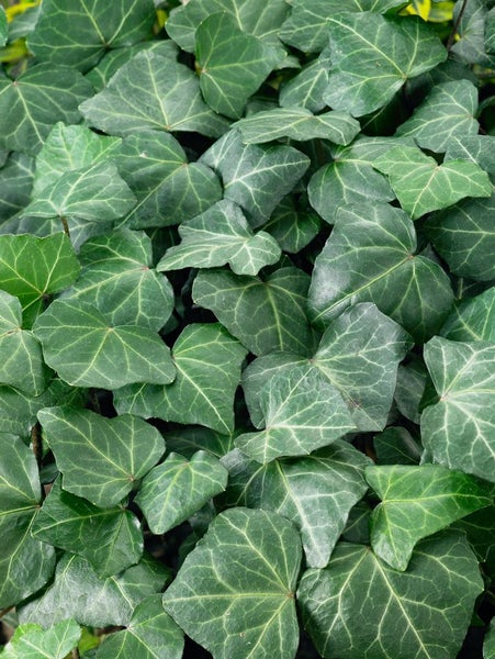 Hedera helix 'Woerner', Efeu, immergrün, 80–100 cm