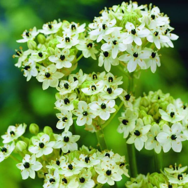 Nahaufnahme einer Dolde von Ornithogalum arabicum mit kleinen weissen Blüten.