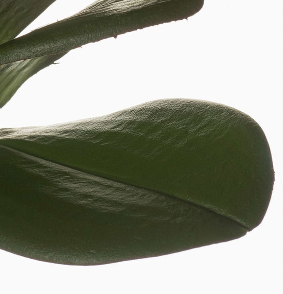 Nahaufnahme eines grünen, dickfleischigen und glänzenden Blattes einer Zamioculcas zamiifolia.