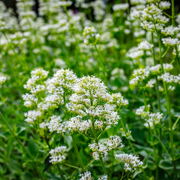 Blühende Baldrianpflanze mit Dolden aus vielen kleinen weißen Blüten an grünen Stielen.