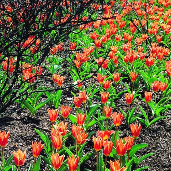 Feld mit roten Tulpen und grünen Blättern