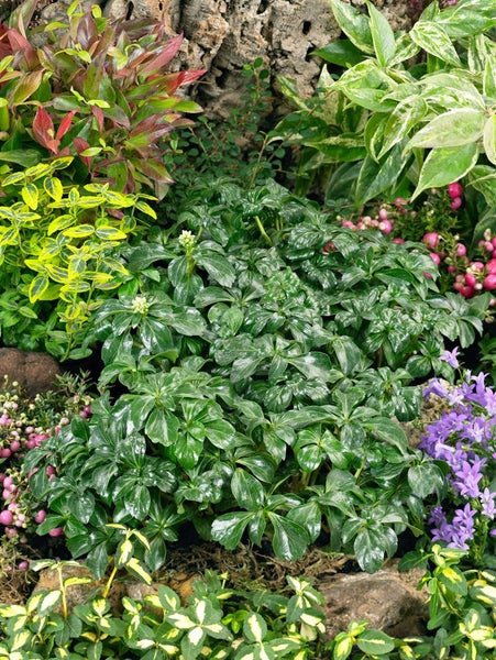 Pachysandra terminalis 'Green Sheen', Ysander, glänzend, ca. 9x9 cm Topf