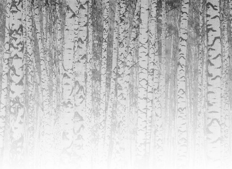 Tapete mit einem Birkenwald-Muster.