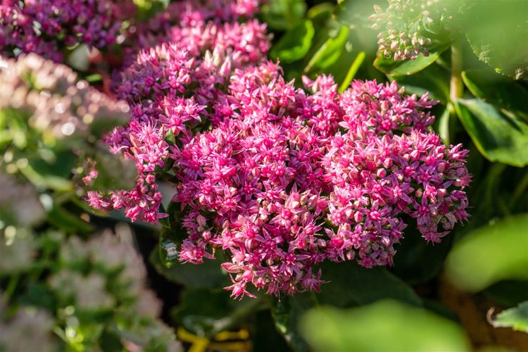 Nahaufnahme einer Fetthenne mit rosafarbenen Blüten
