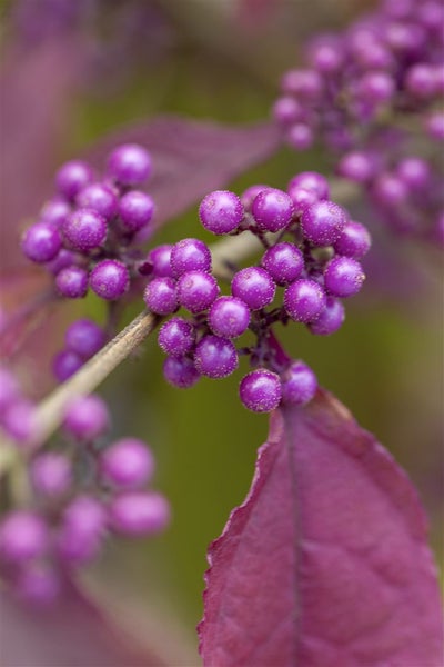 Callicarpa bodinieri 'Profusion', Schönfrucht, violette Beeren, 100–125 cm