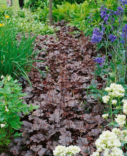 Heuchera micrantha 'Plum Pudding', Purpurglöckchen, violett, 2 Liter Topf