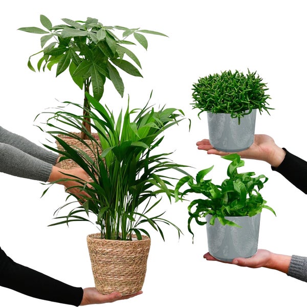 Nestfarn, Areca-Palme, Glückskastanie & Rutenkaktus – 4er Box Zimmerpflanzen Katzenliebe - Tierfreundliches Set - Höhe 15-70 cm - Töpfe 10,5-17 cm - mit Übertöpfen