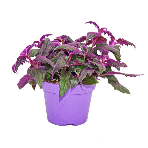 Gynura Purple Passion - Samtblatt - Samtnessel - lilafarbene Pflanze 12cm